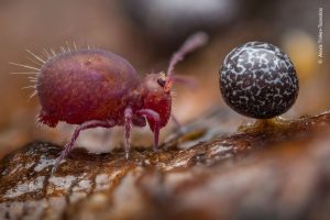  Wildlife Photographer of the Year